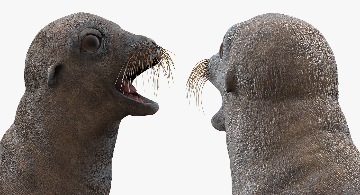 3D model Sea Lion Wet Neutral Pose