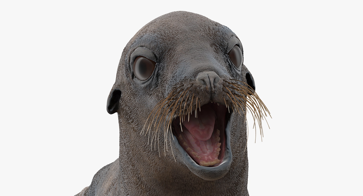 3D model Sea Lion Wet Neutral Pose