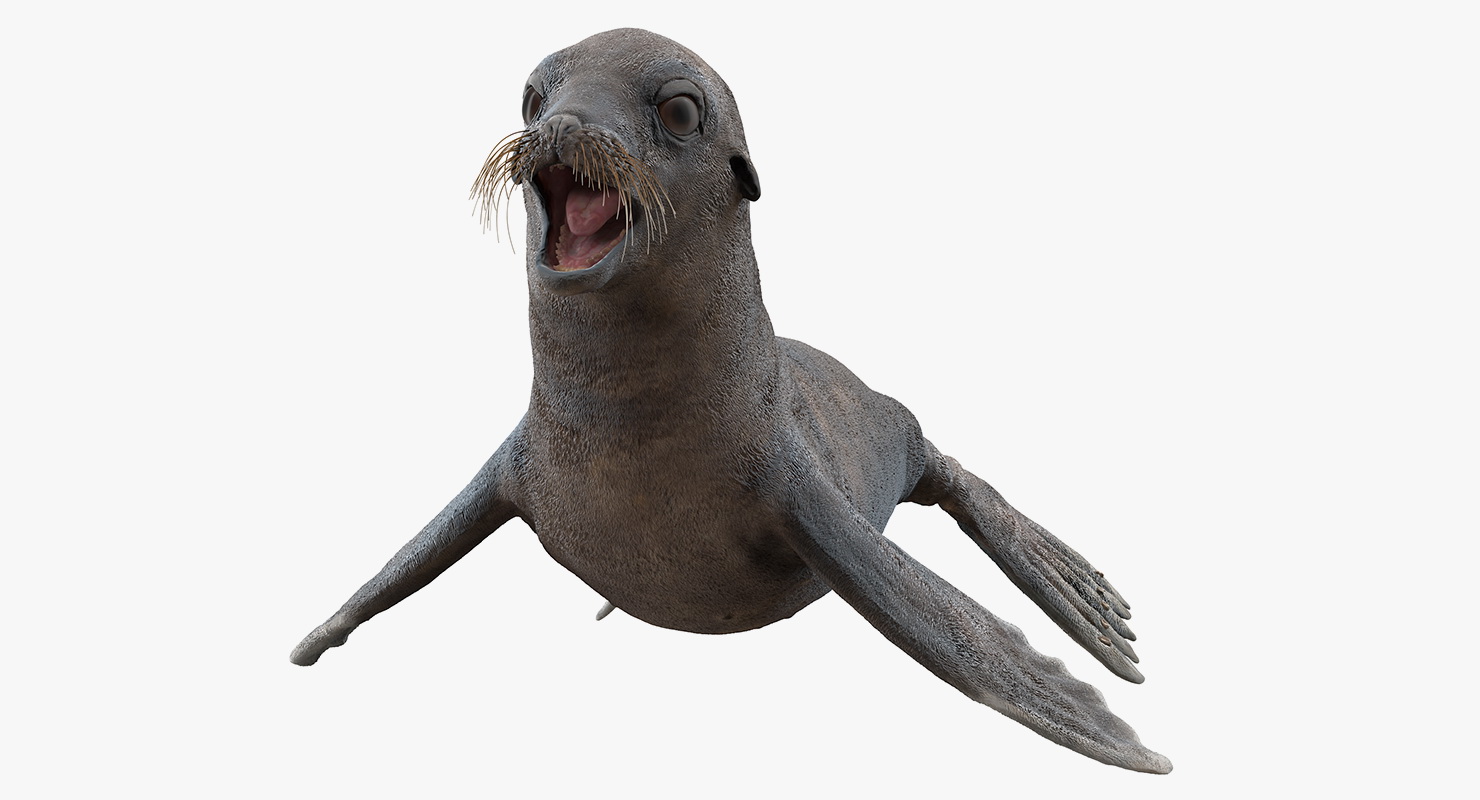 3D model Sea Lion Wet Neutral Pose