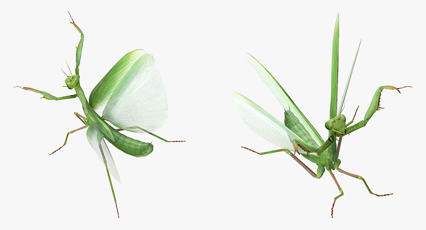 European Mantis Rigged 3D