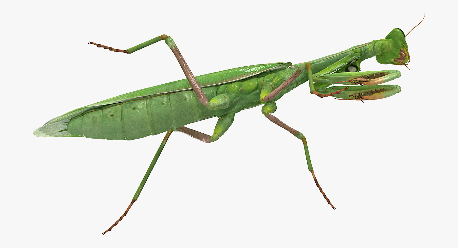 European Mantis Rigged 3D