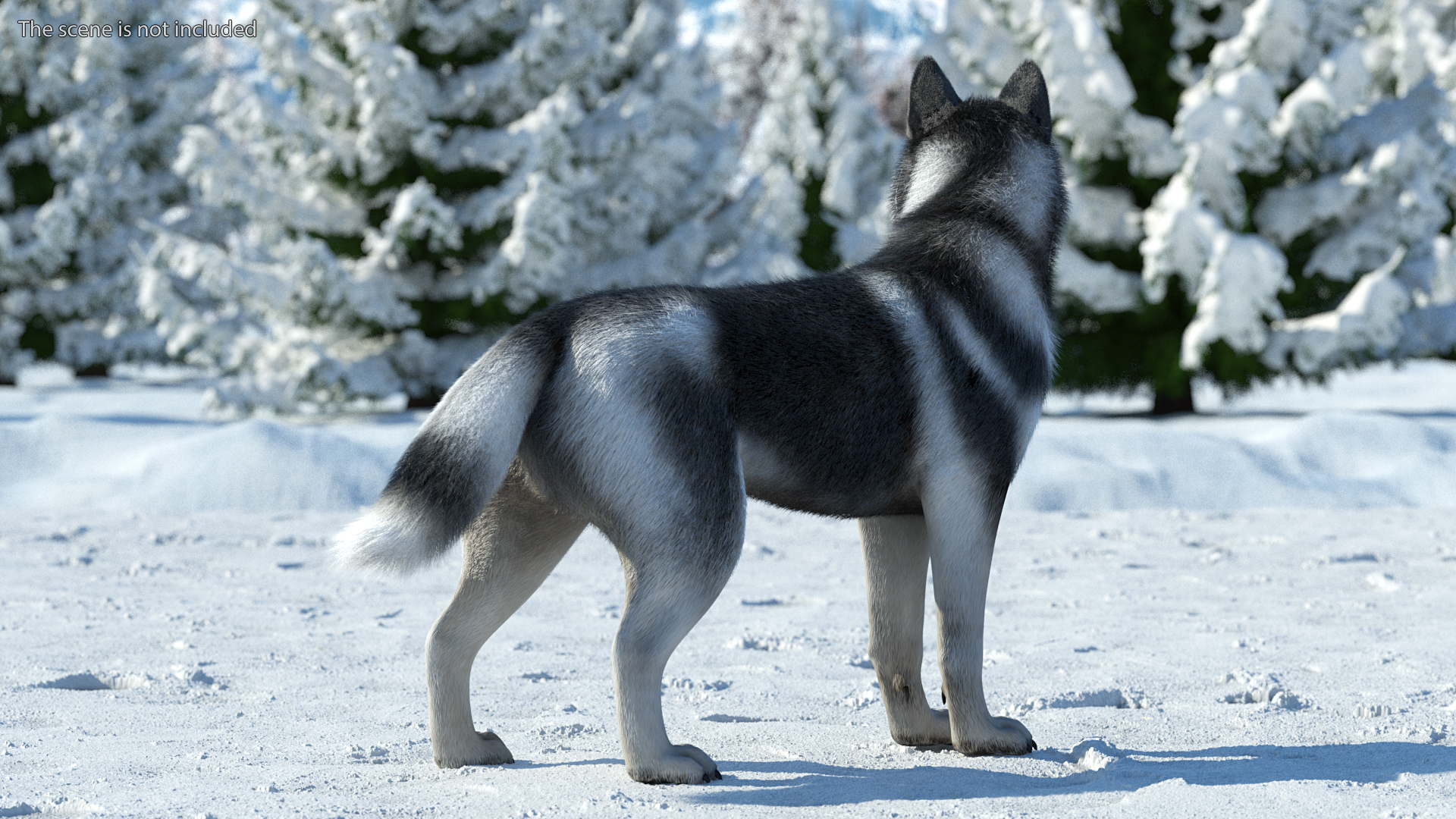 3D Siberian Husky Black and White Fur Rigged