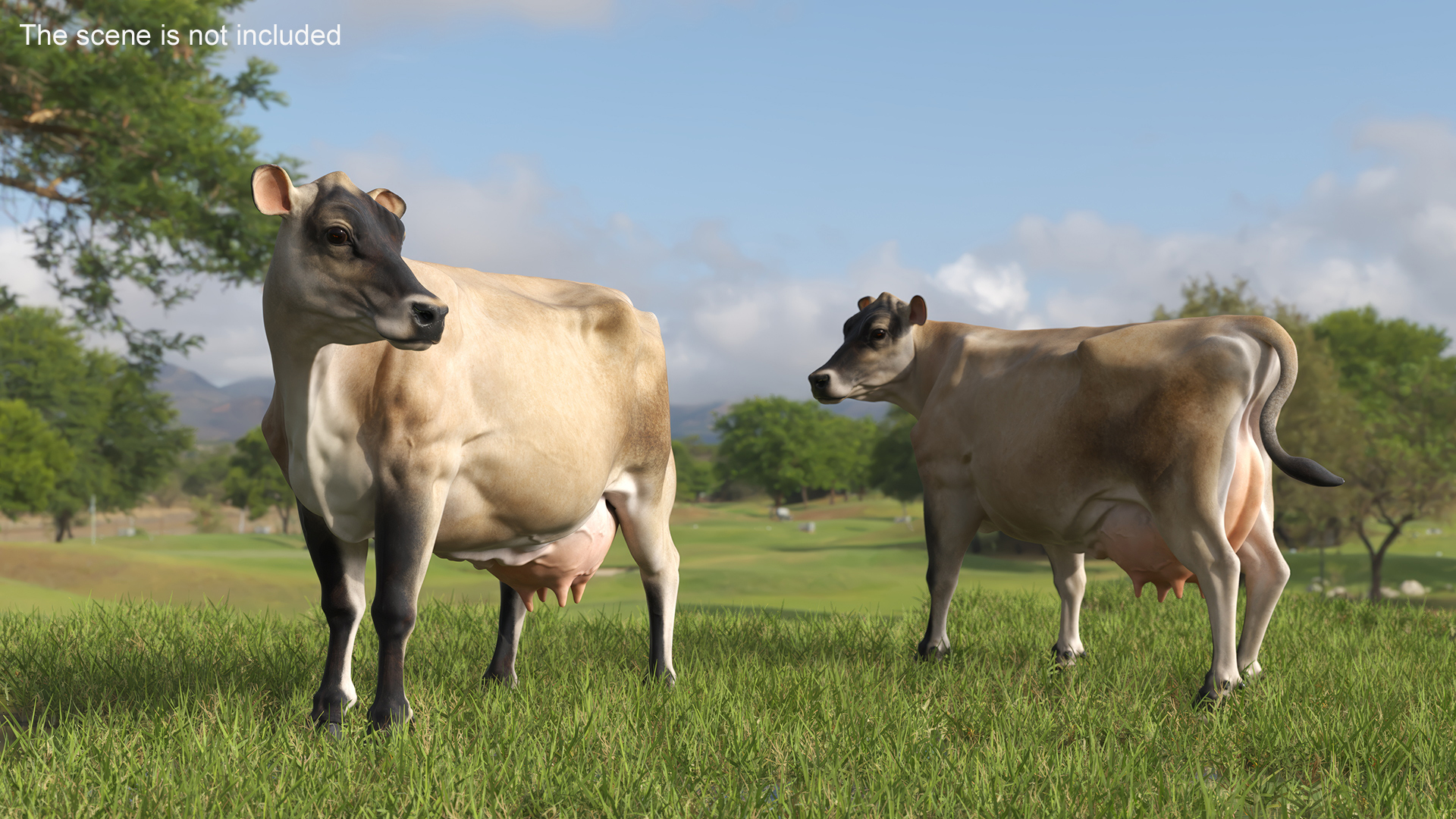 Channel Island Cow Beige 3D model