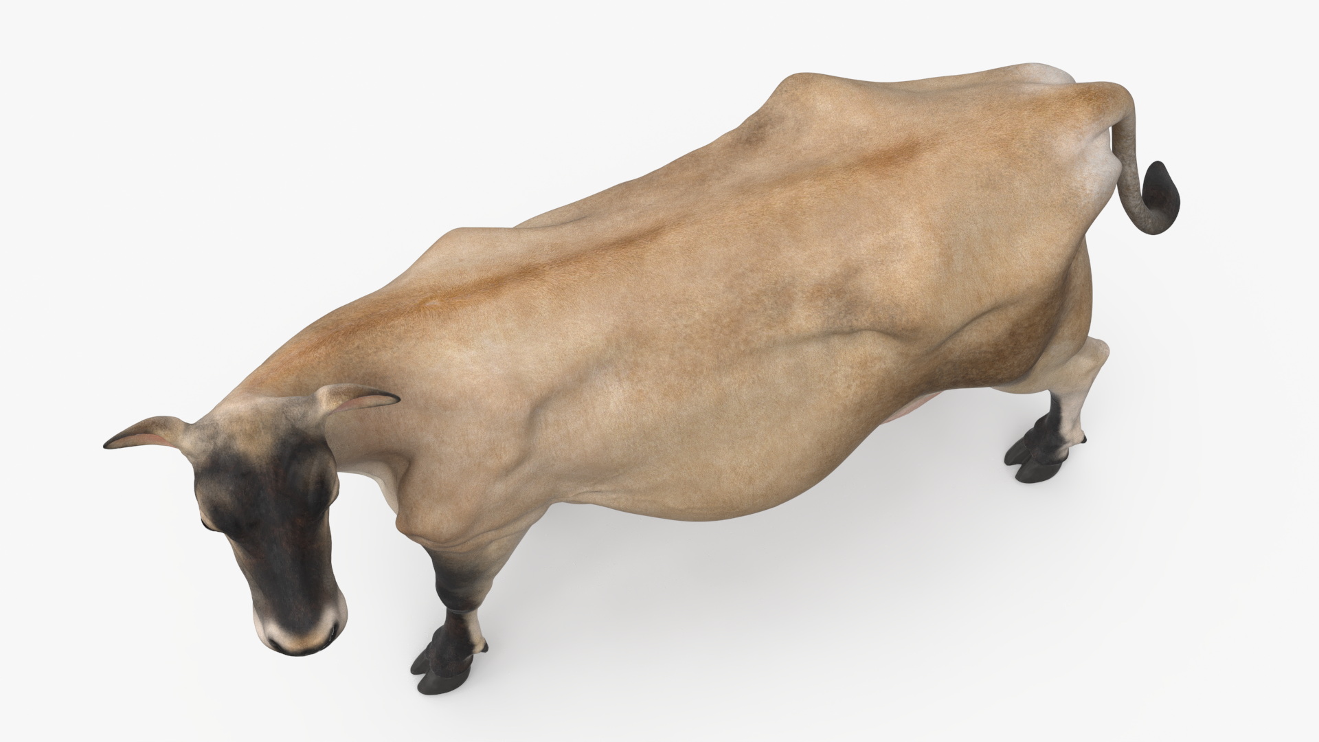 Channel Island Cow Beige 3D model