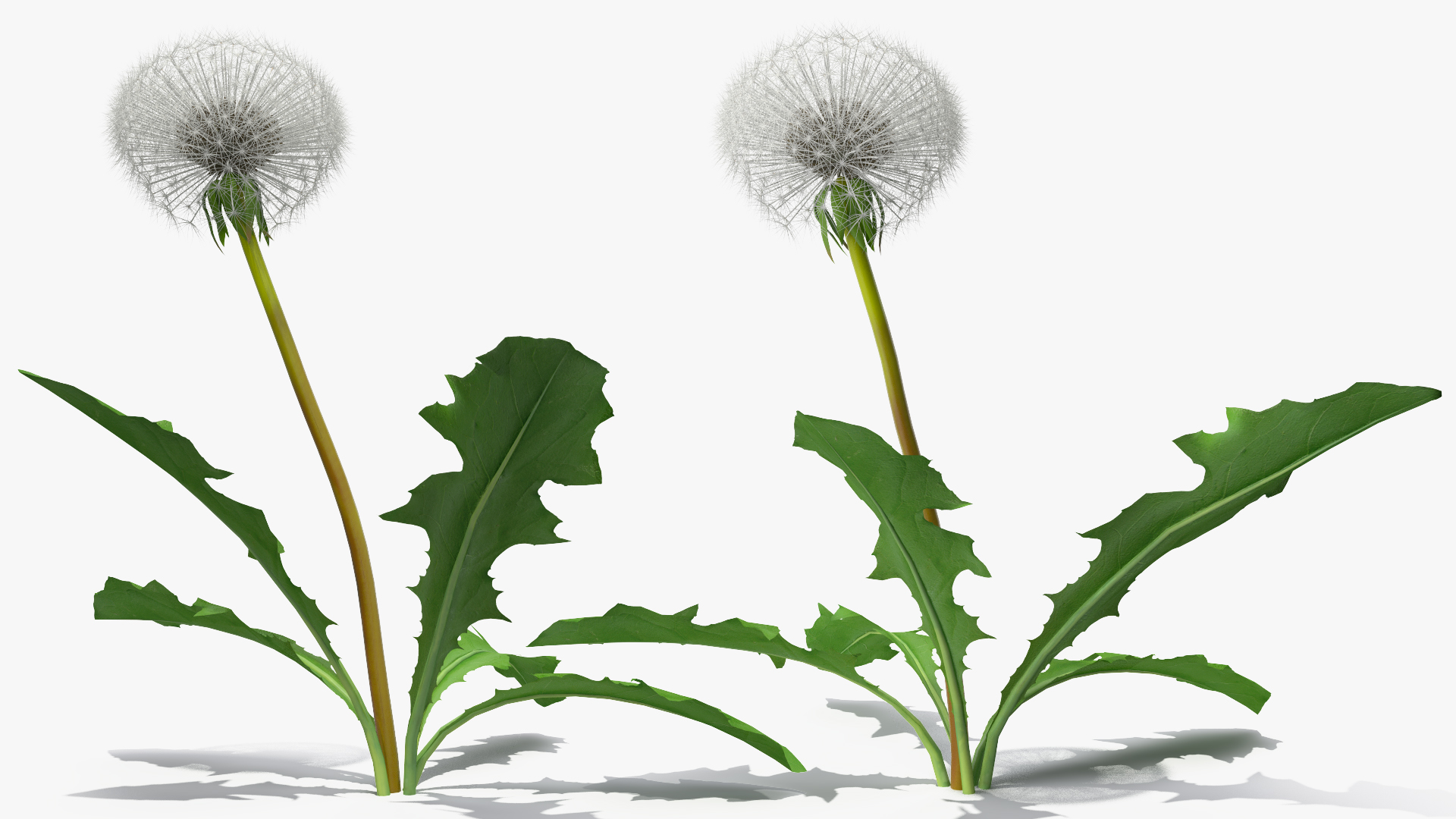 3D model Ripe Dandelion Plant