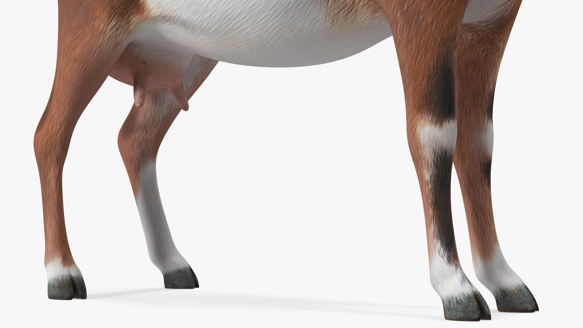 Dairy Goat Brown Rigged for Cinema 4D 3D