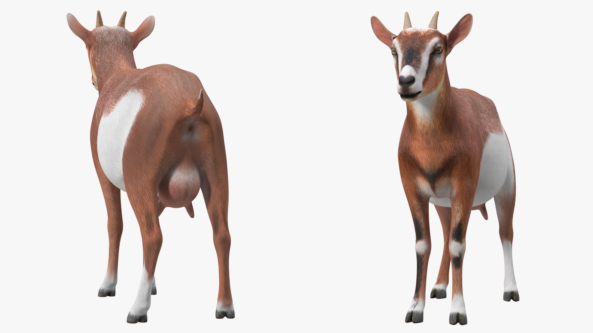 Dairy Goat Brown Rigged for Cinema 4D 3D