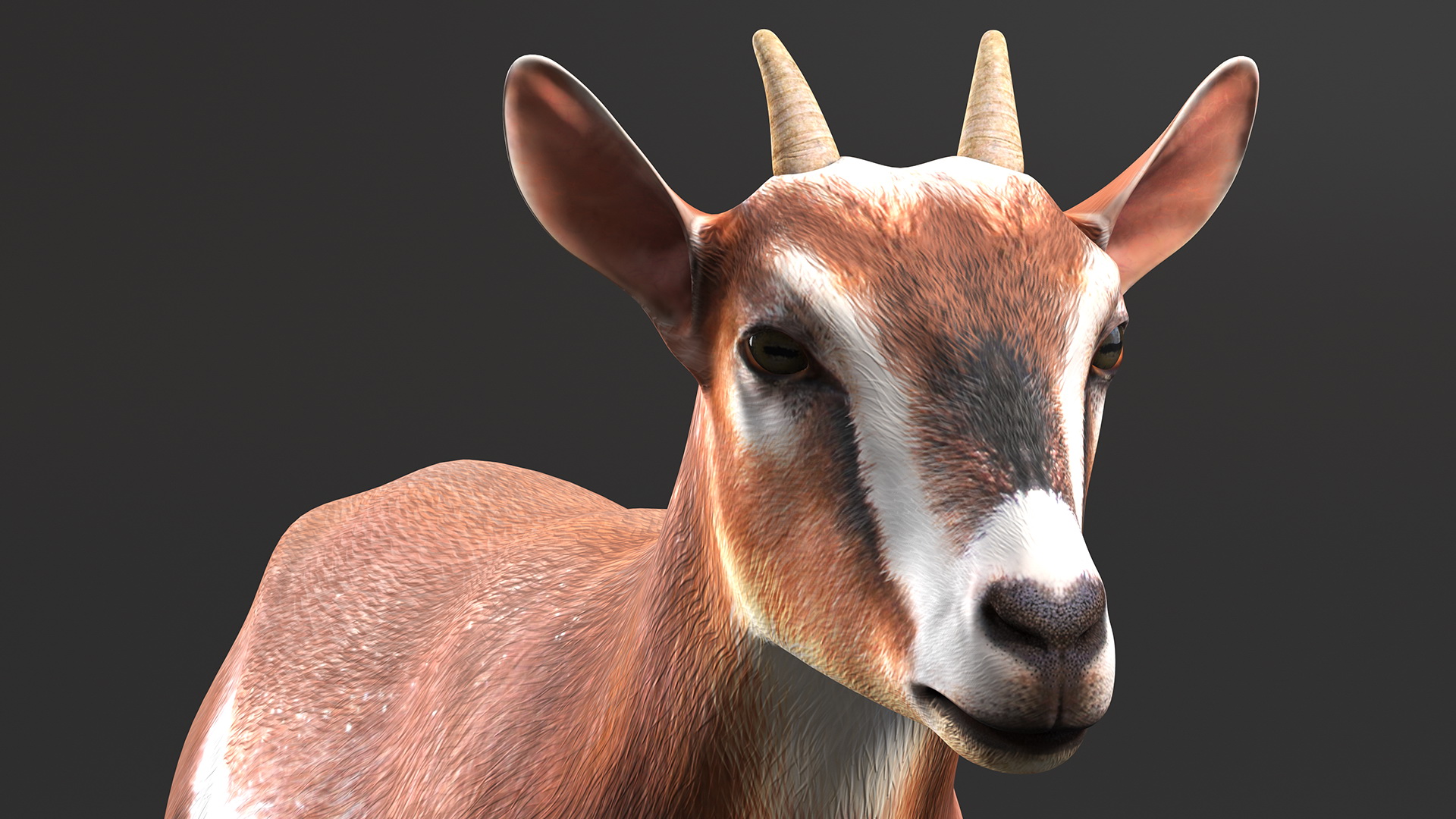 Dairy Goat Brown Rigged for Cinema 4D 3D