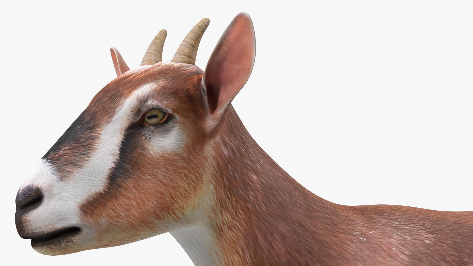 Dairy Goat Brown Rigged for Cinema 4D 3D