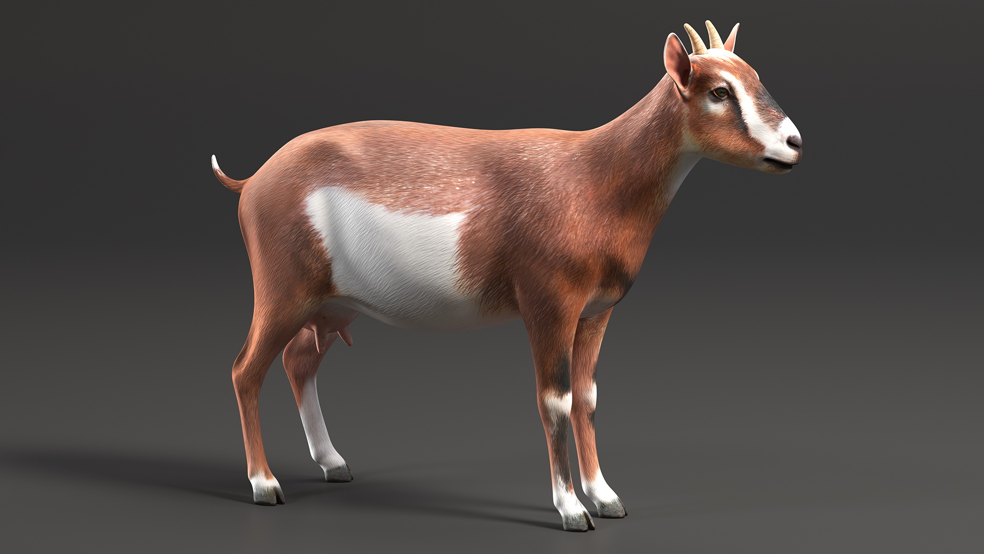 Dairy Goat Brown Rigged for Cinema 4D 3D