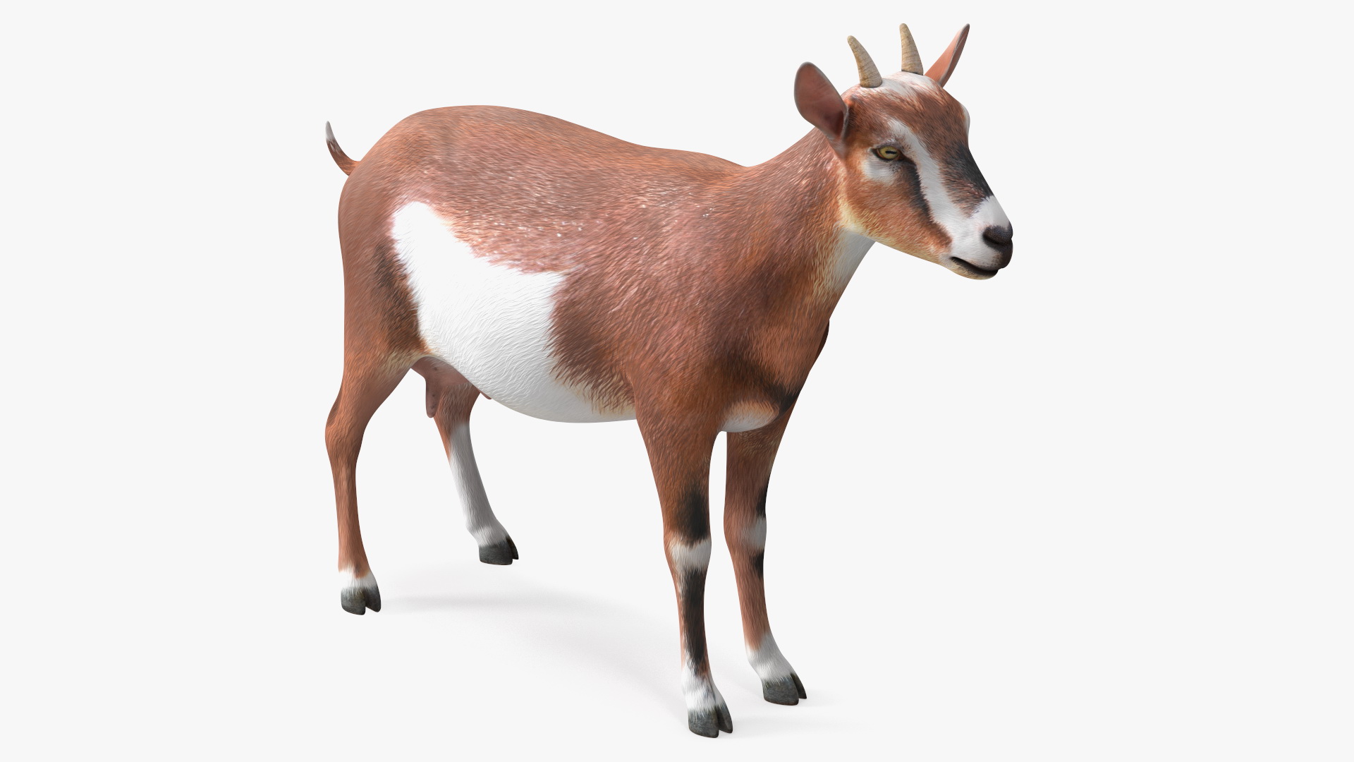 Dairy Goat Brown Rigged for Cinema 4D 3D