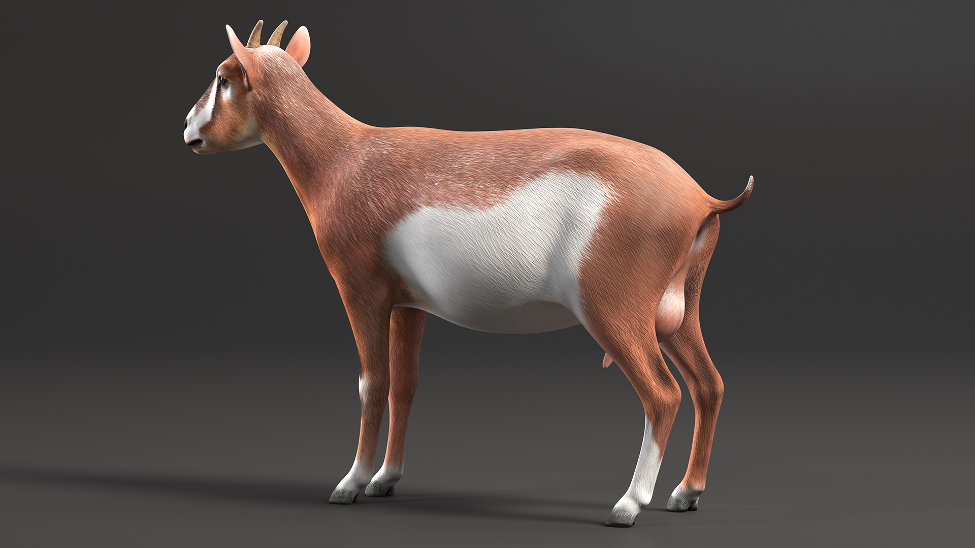 Dairy Goat Brown Rigged for Cinema 4D 3D