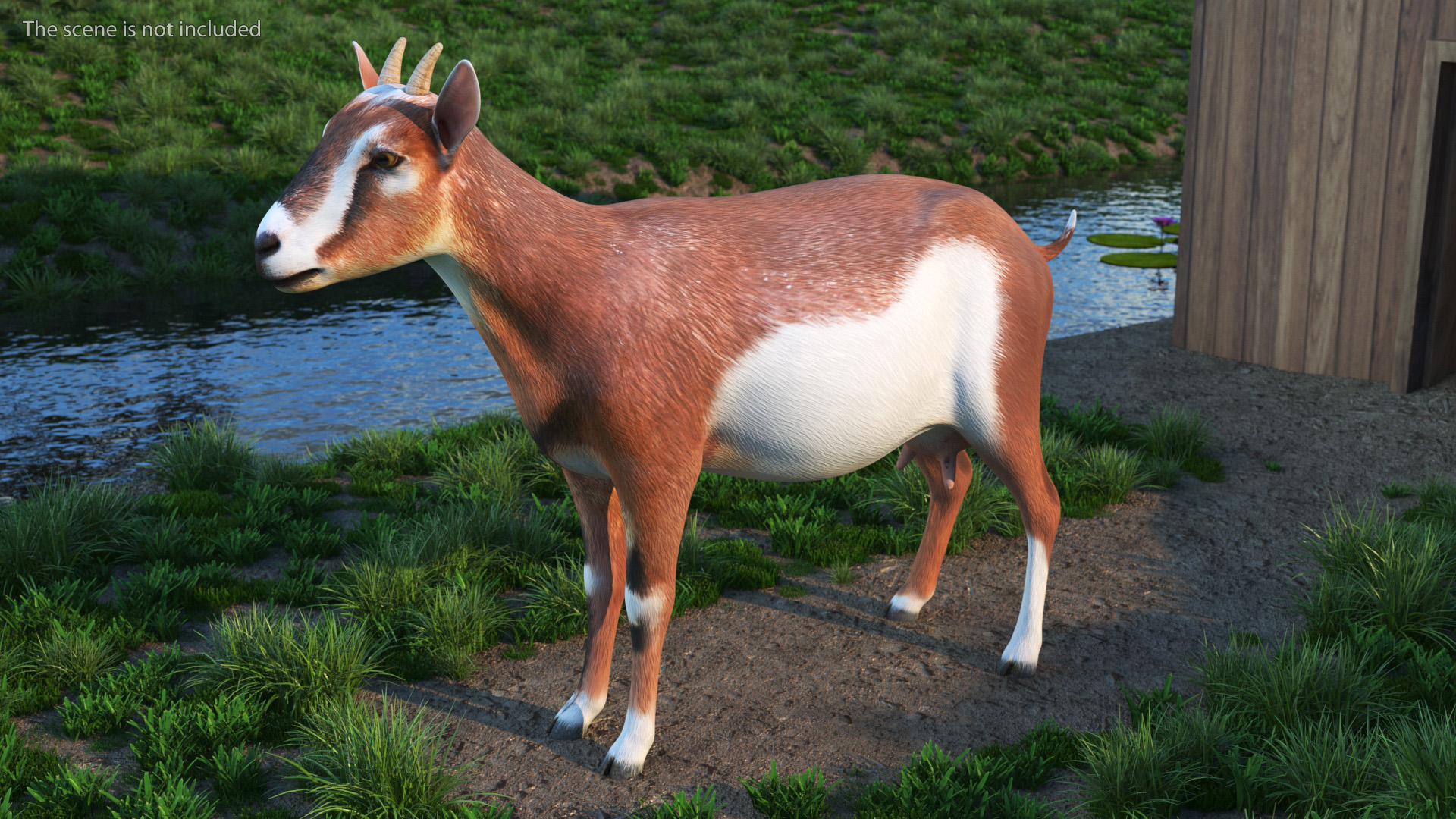 Dairy Goat Brown Rigged for Cinema 4D 3D