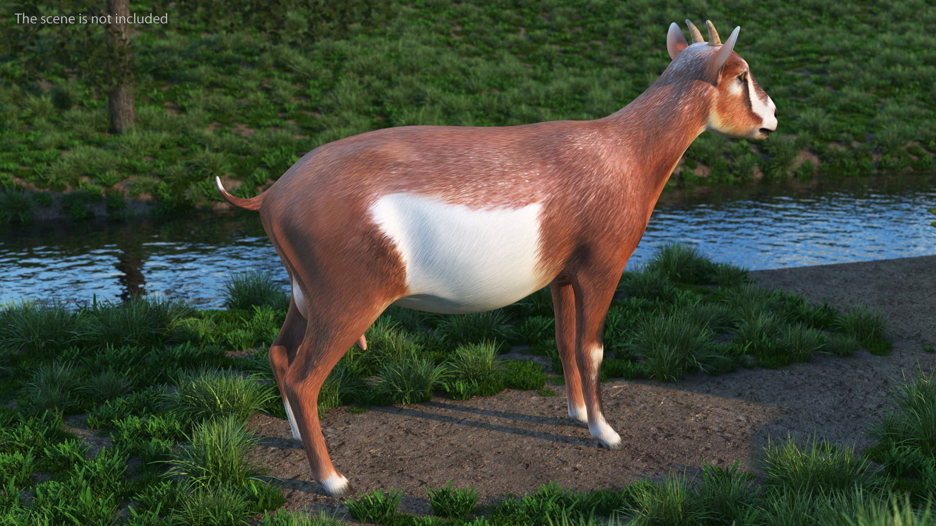 Dairy Goat Brown Rigged for Cinema 4D 3D