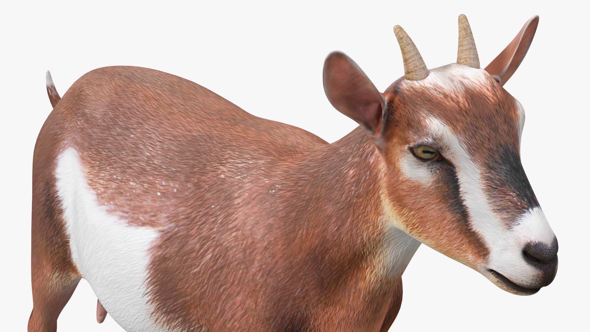 Dairy Goat Brown Rigged for Cinema 4D 3D