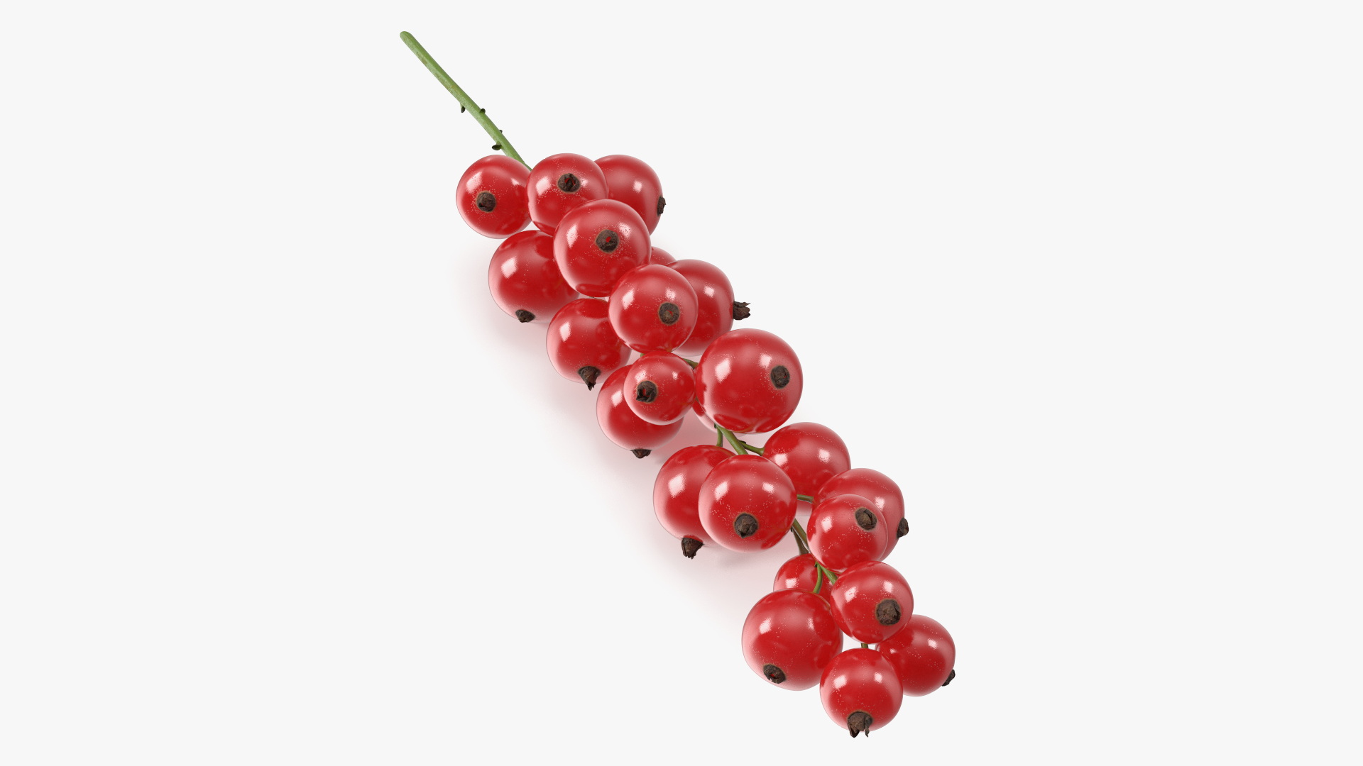 Red Currant on Stem 3D model