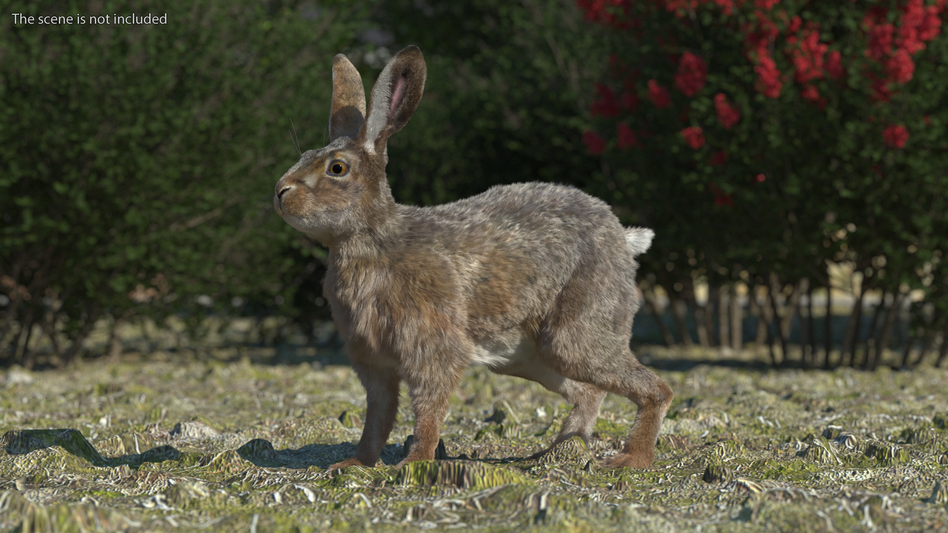 3D Jackrabbit Fur Rigged