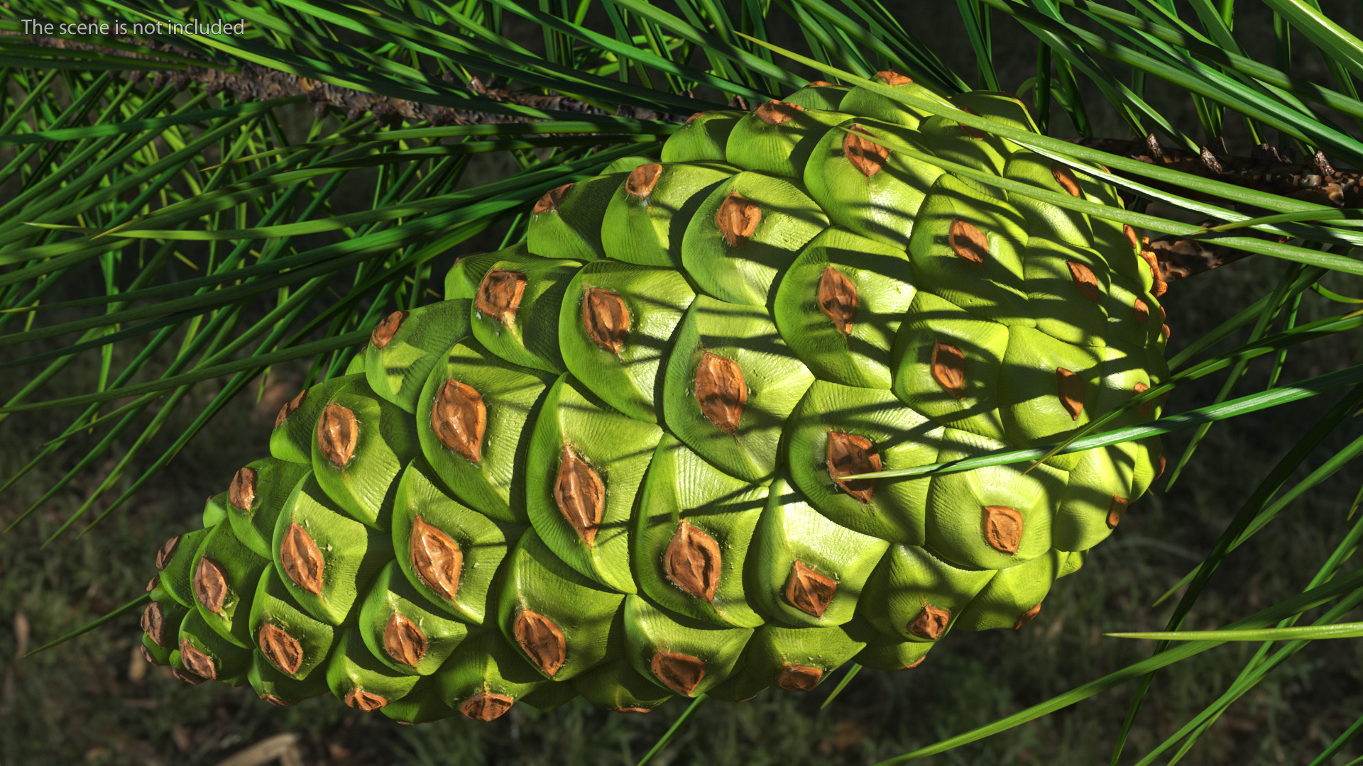 3D model Green Pine Cone