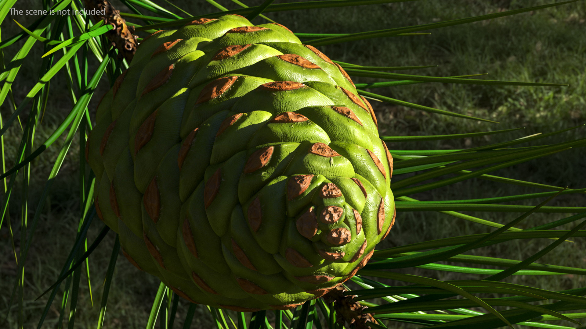 3D model Green Pine Cone