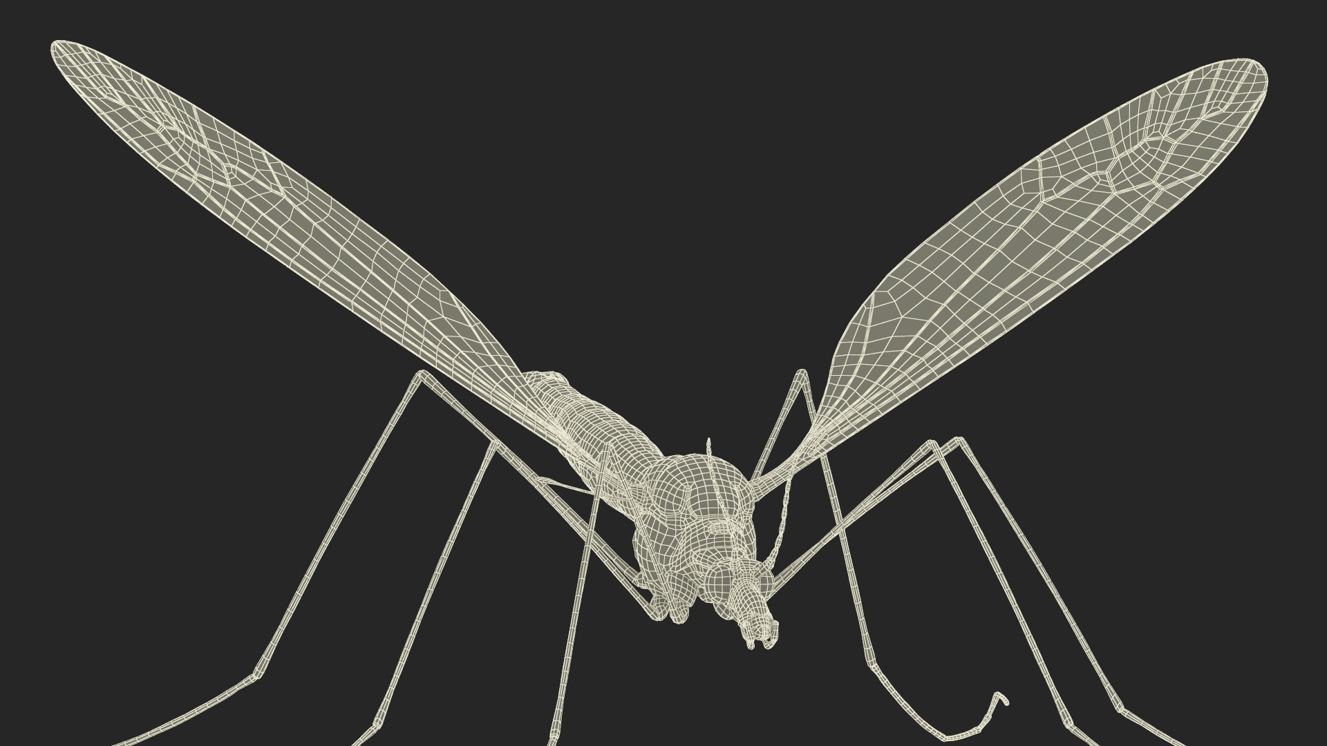 3D Mosquito Hawk Crane Fly Gollywhopper