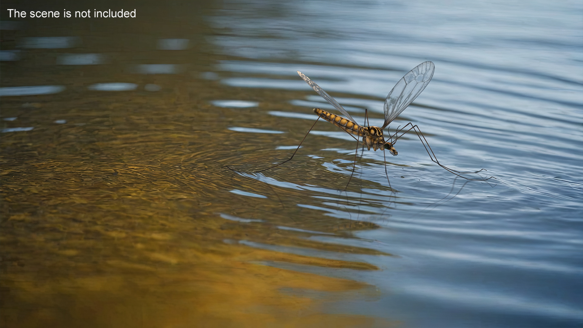 3D Mosquito Hawk Crane Fly Gollywhopper