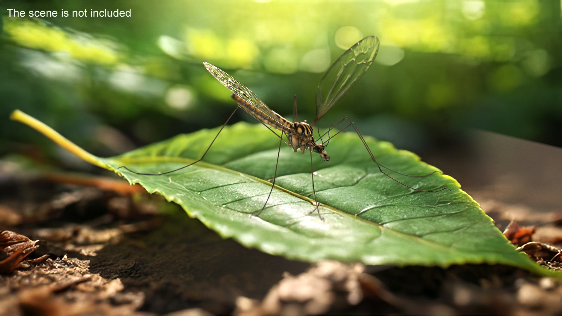 3D Mosquito Hawk Crane Fly Gollywhopper