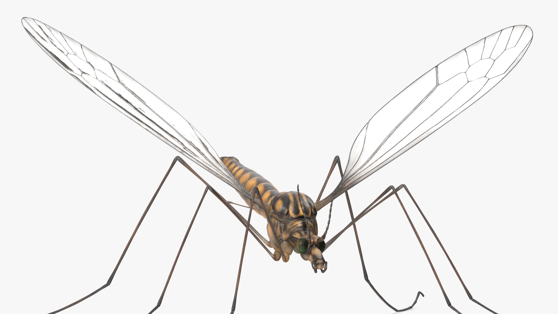 3D Mosquito Hawk Crane Fly Gollywhopper