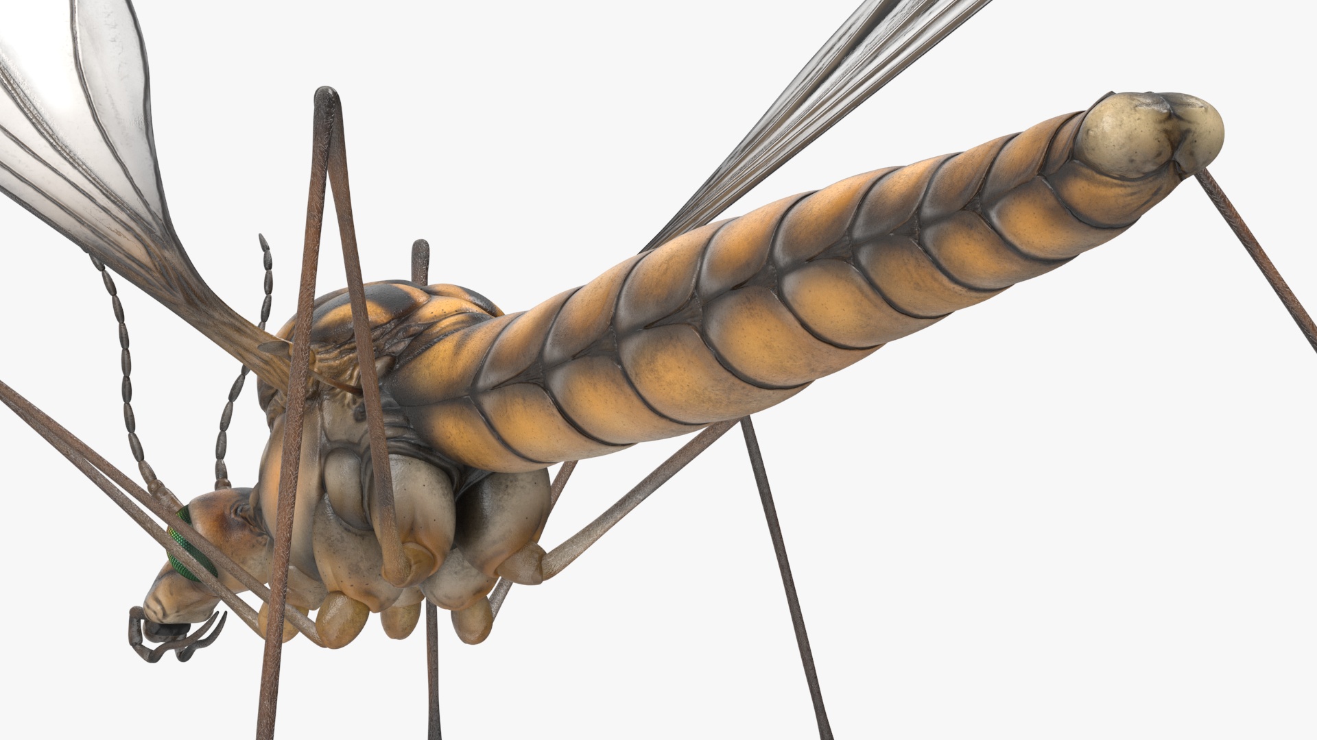 3D Mosquito Hawk Crane Fly Gollywhopper