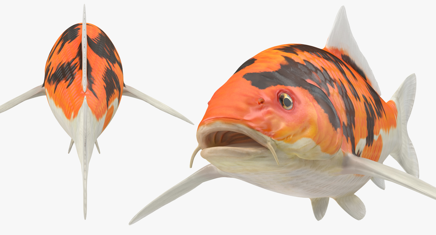 3D model Koi Fish Rigged