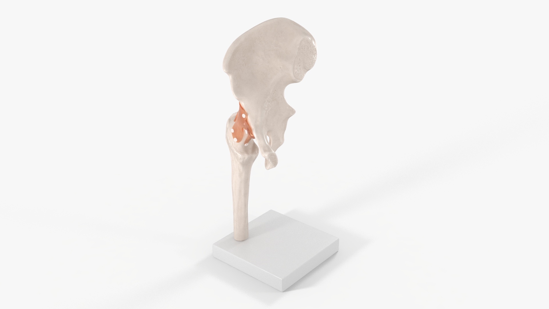 Hip Joint 3D model