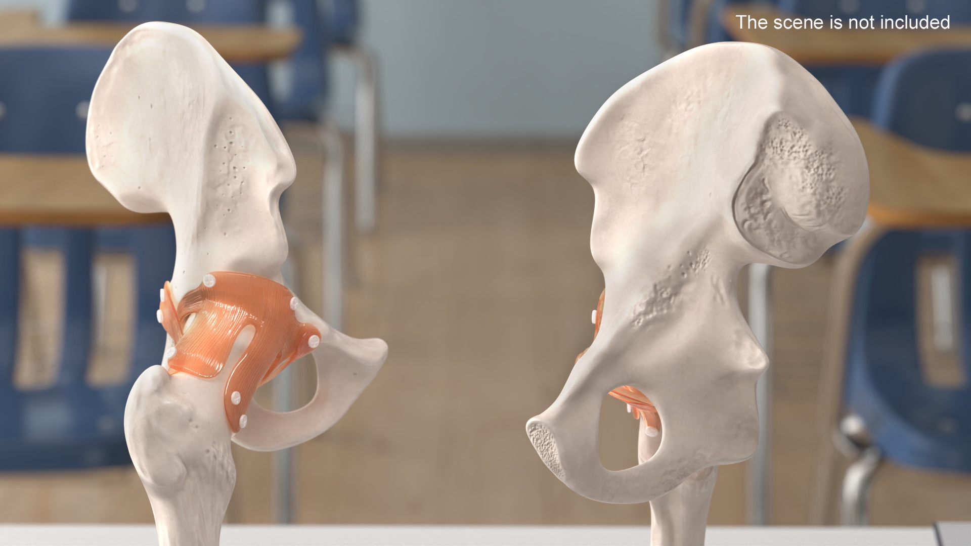 Hip Joint 3D model