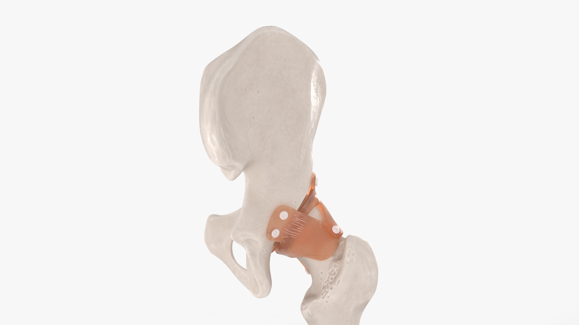 Hip Joint 3D model