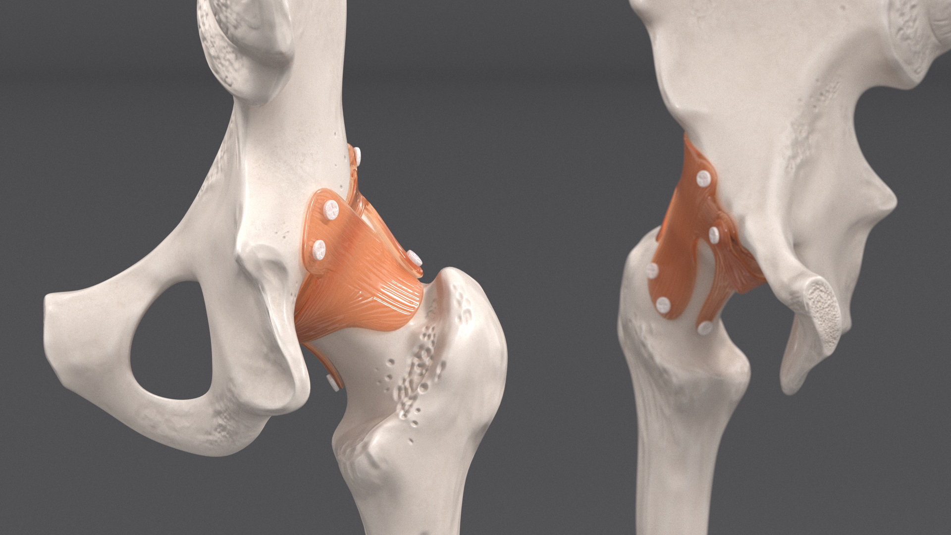 Hip Joint 3D model