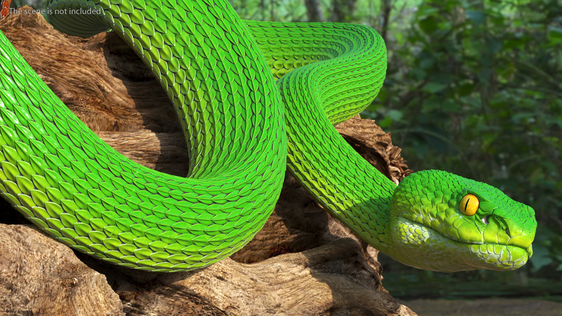 3D Hanging Trunk Green Snake Trimeresurus model