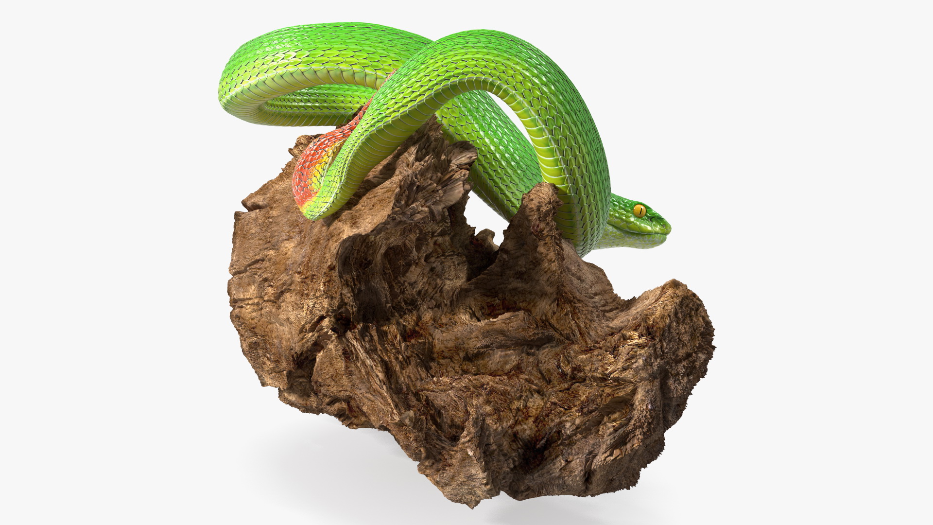 3D Hanging Trunk Green Snake Trimeresurus model