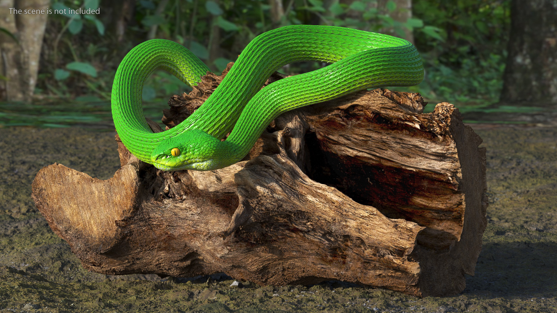 3D Hanging Trunk Green Snake Trimeresurus model