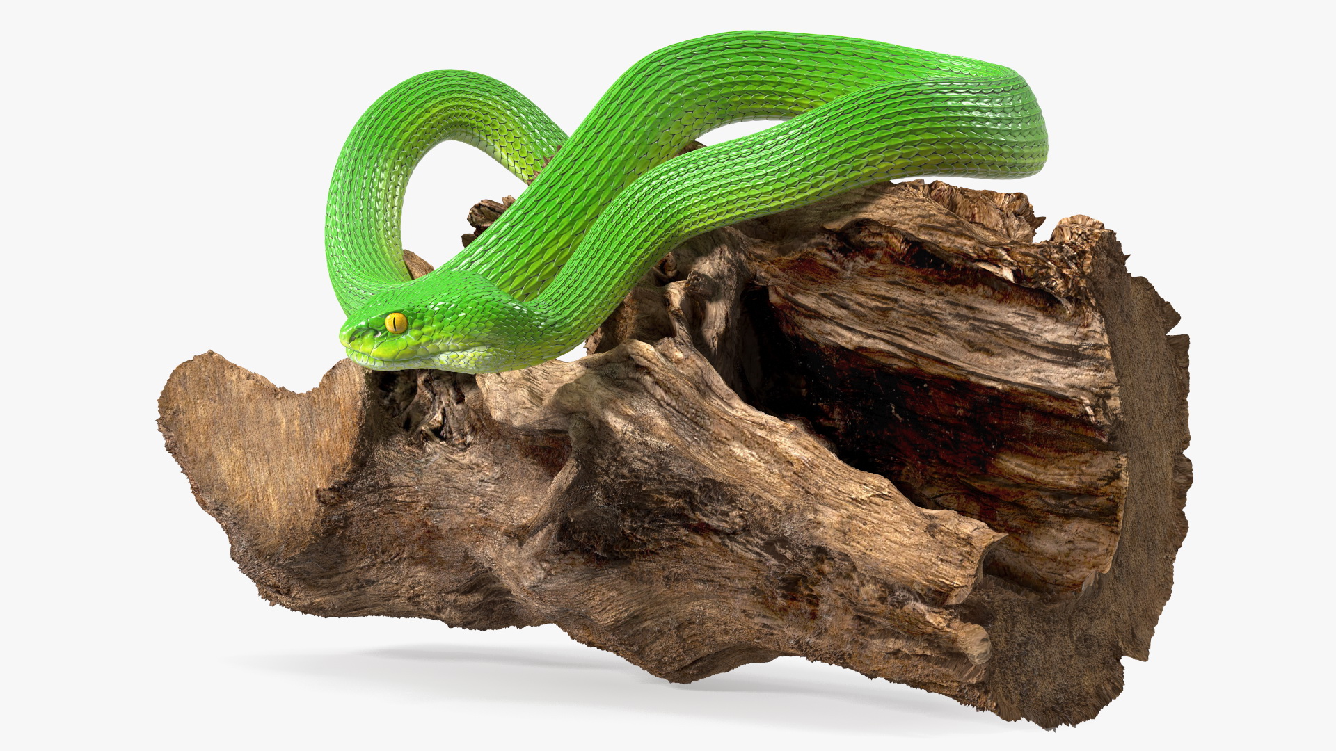 3D Hanging Trunk Green Snake Trimeresurus model