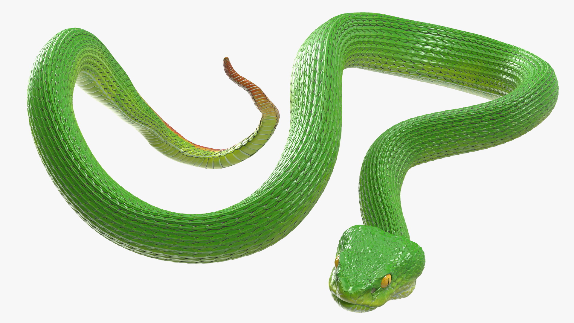 3D Hanging Trunk Green Snake Trimeresurus model