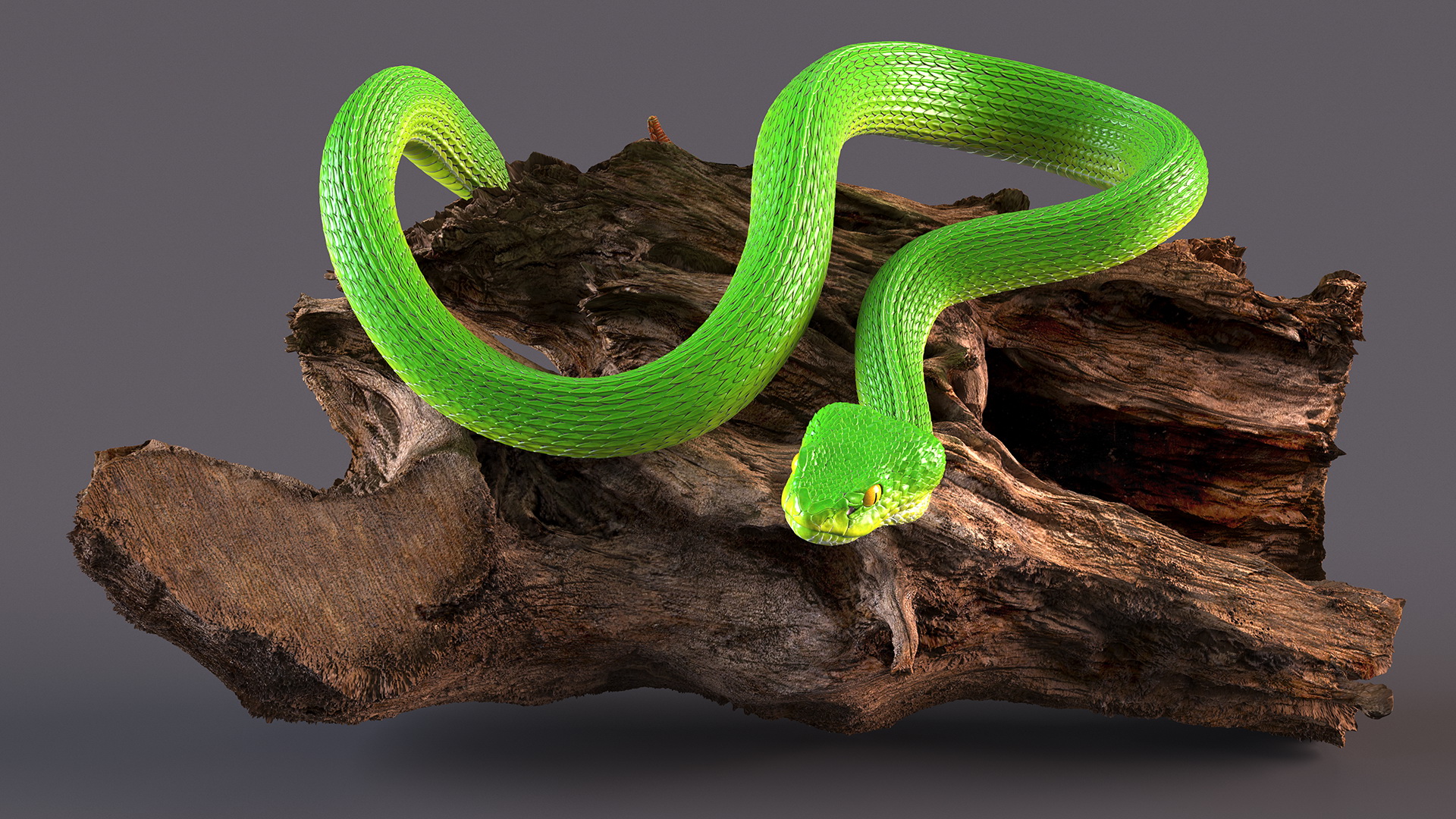 3D Hanging Trunk Green Snake Trimeresurus model