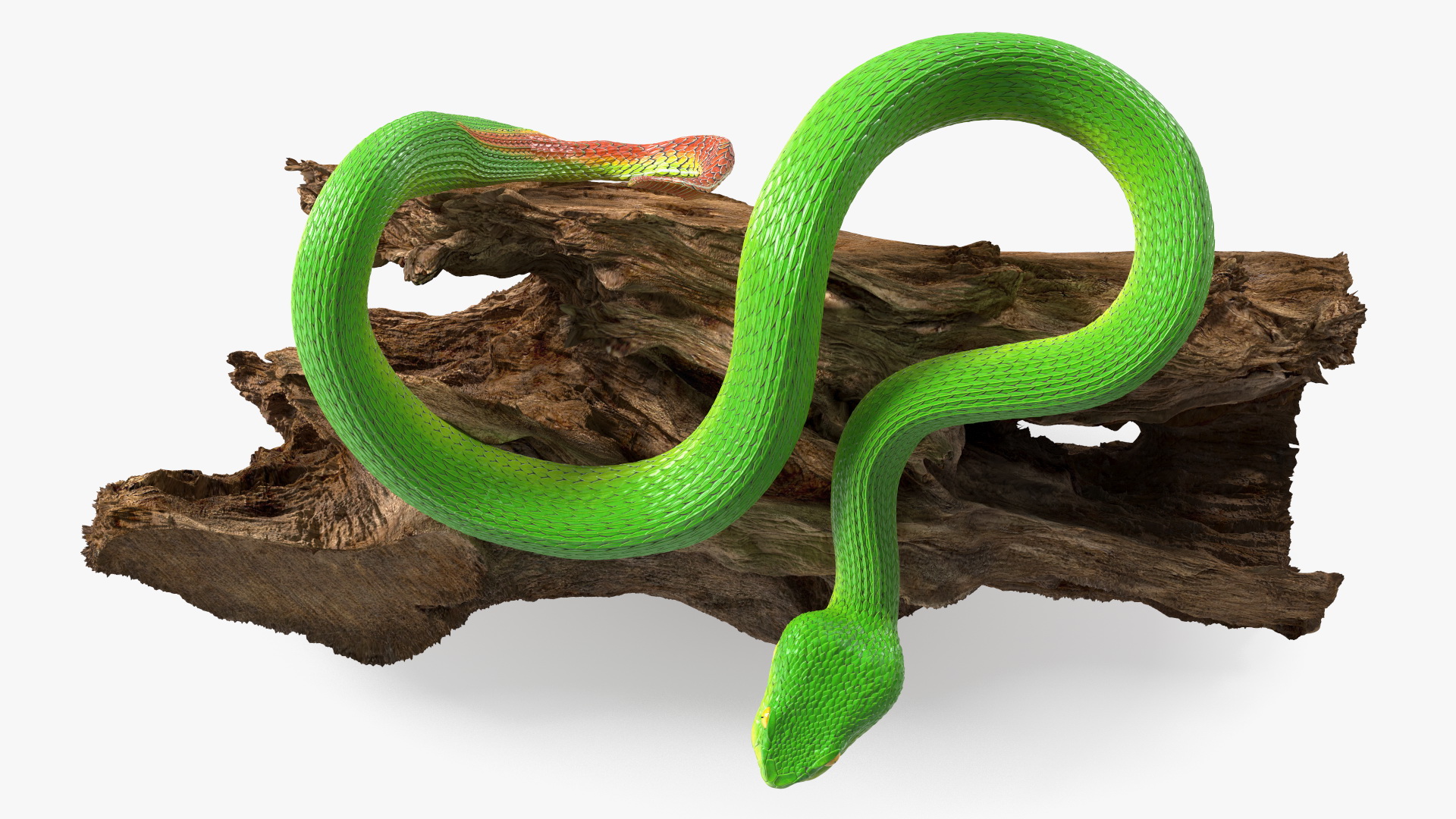 3D Hanging Trunk Green Snake Trimeresurus model