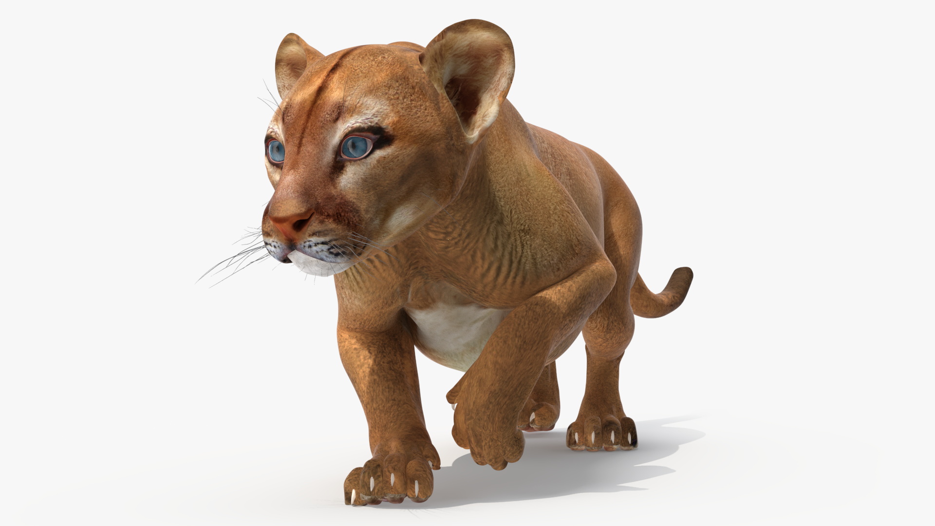 Puma Cub Sneaking Pose 3D