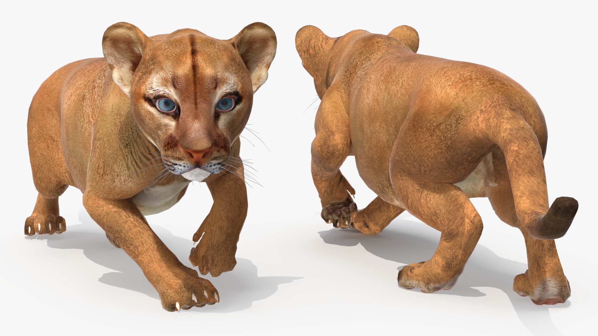 Puma Cub Sneaking Pose 3D