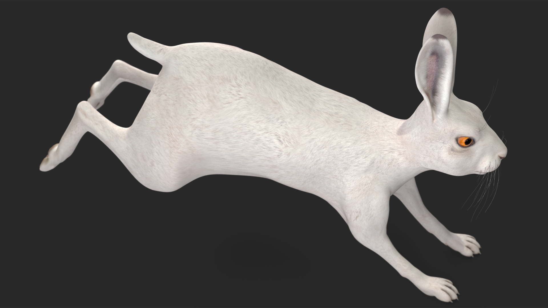 3D model White Hare  Animated