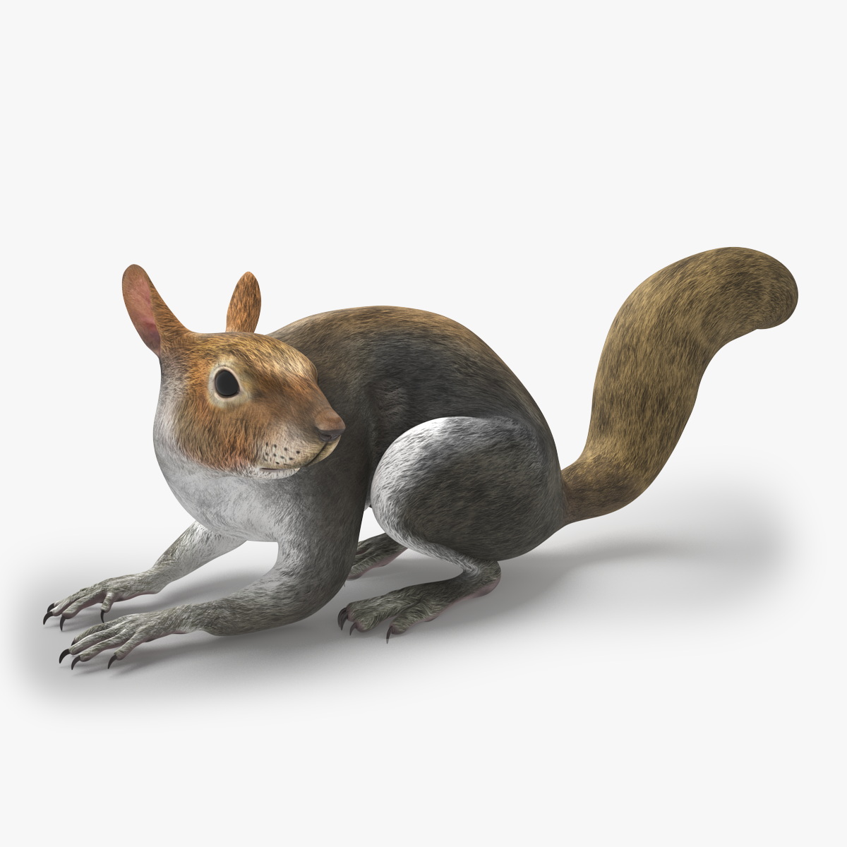 Gray Squirrel Rigged for Maya 3D model