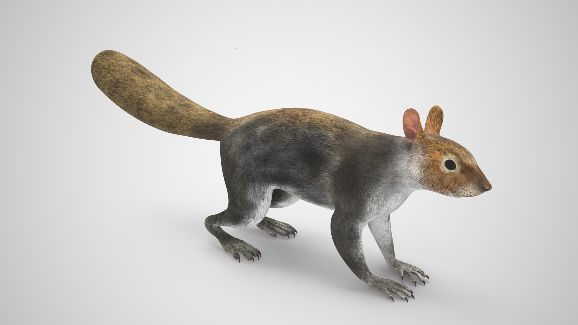 Gray Squirrel Rigged for Maya 3D model