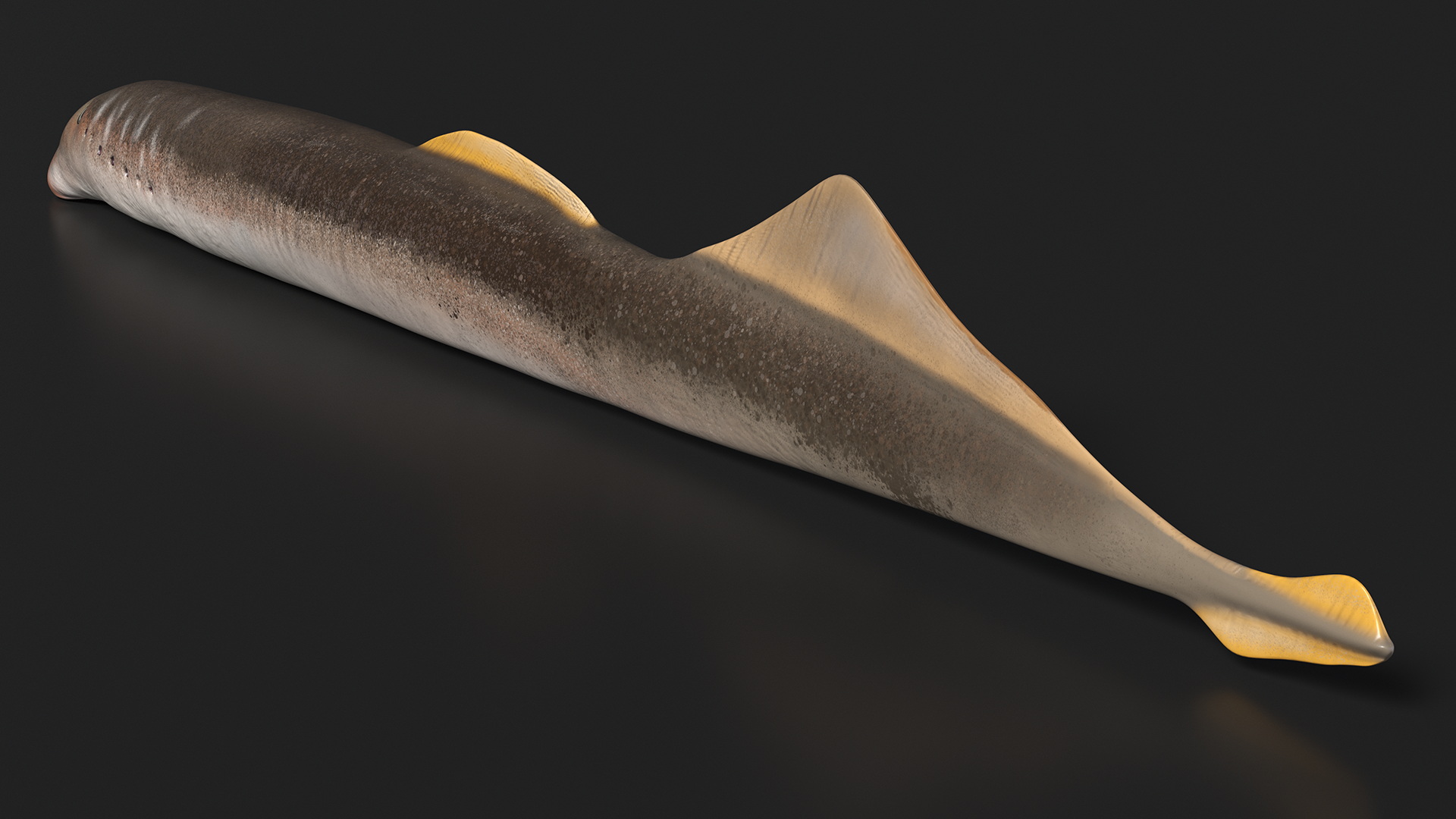 3D Lamprey Rigged for Cinema 4D model