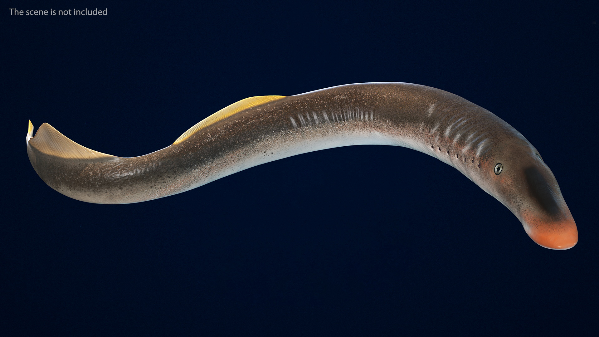 3D Lamprey Rigged for Cinema 4D model