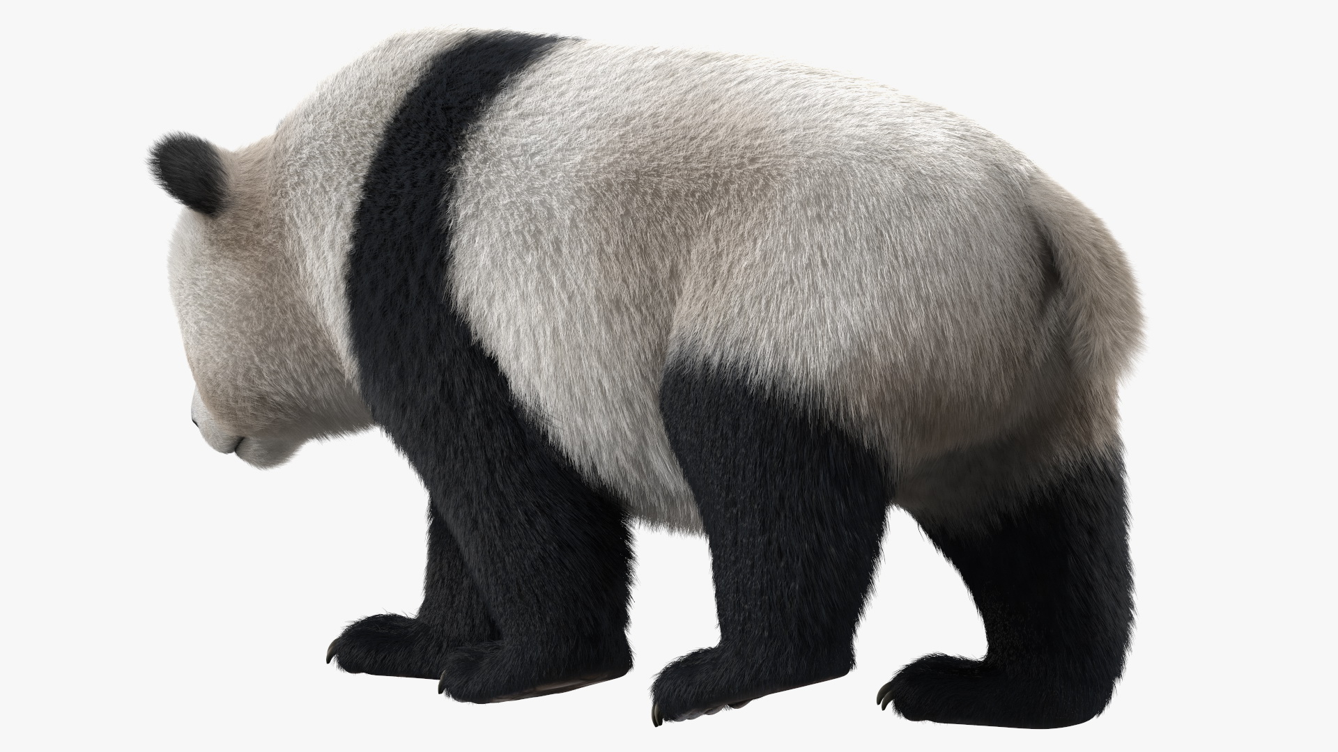 3D Giant Panda Walking Pose Fur model