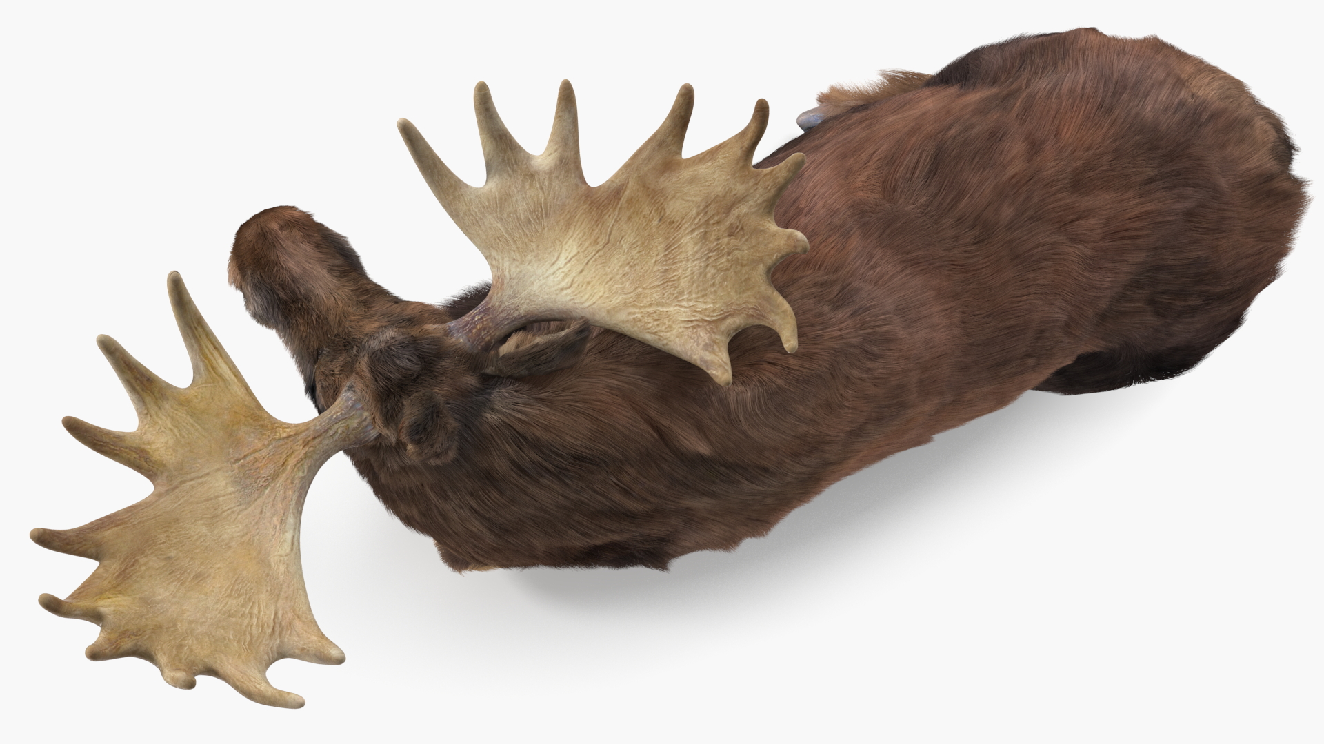 3D Elk Lying Pose Fur model