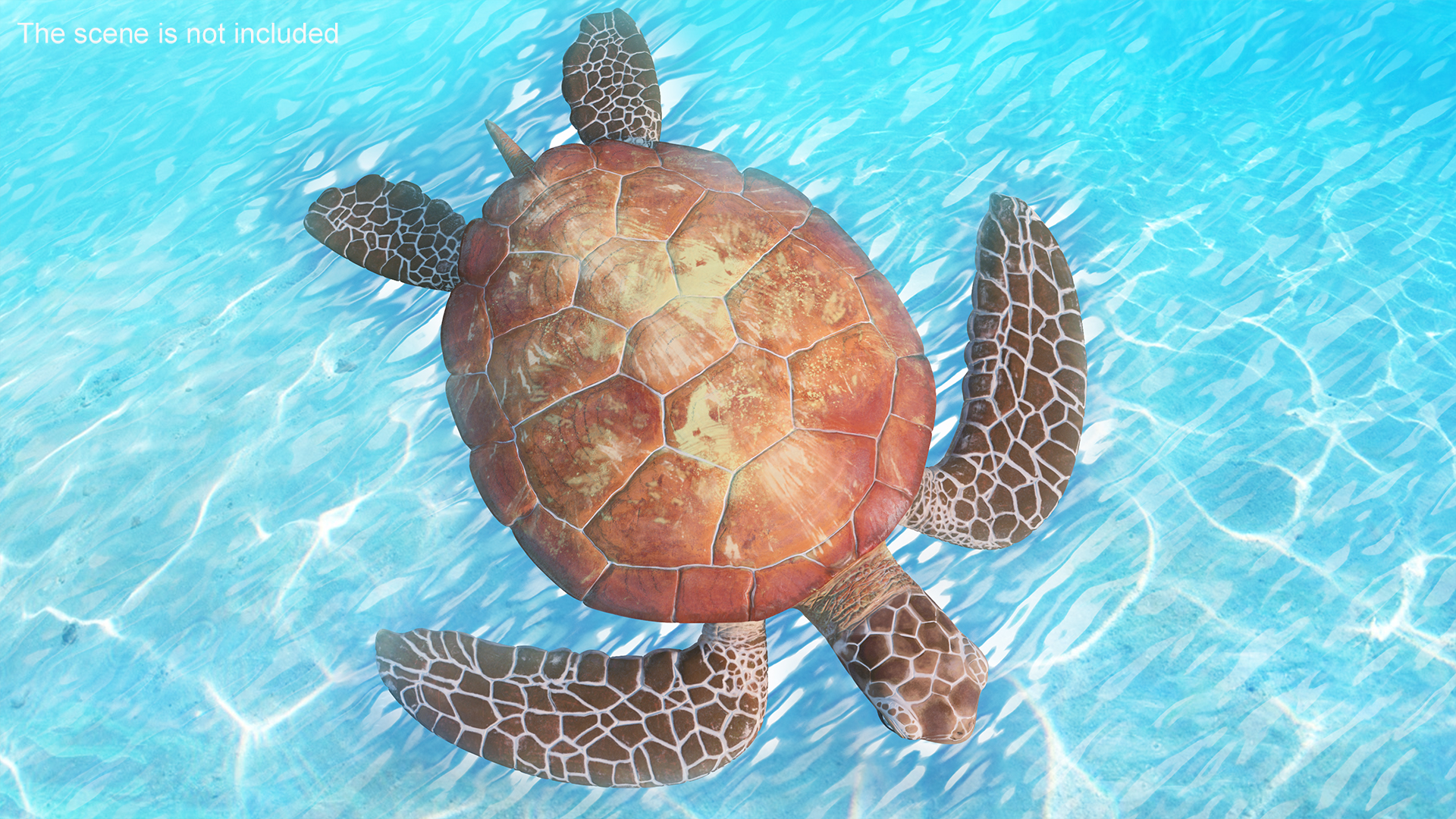 3D Sea Turtle Brown